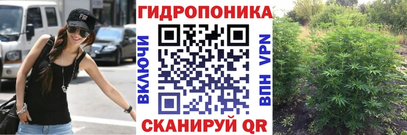 закладки  Щёлкино  Конопля план 